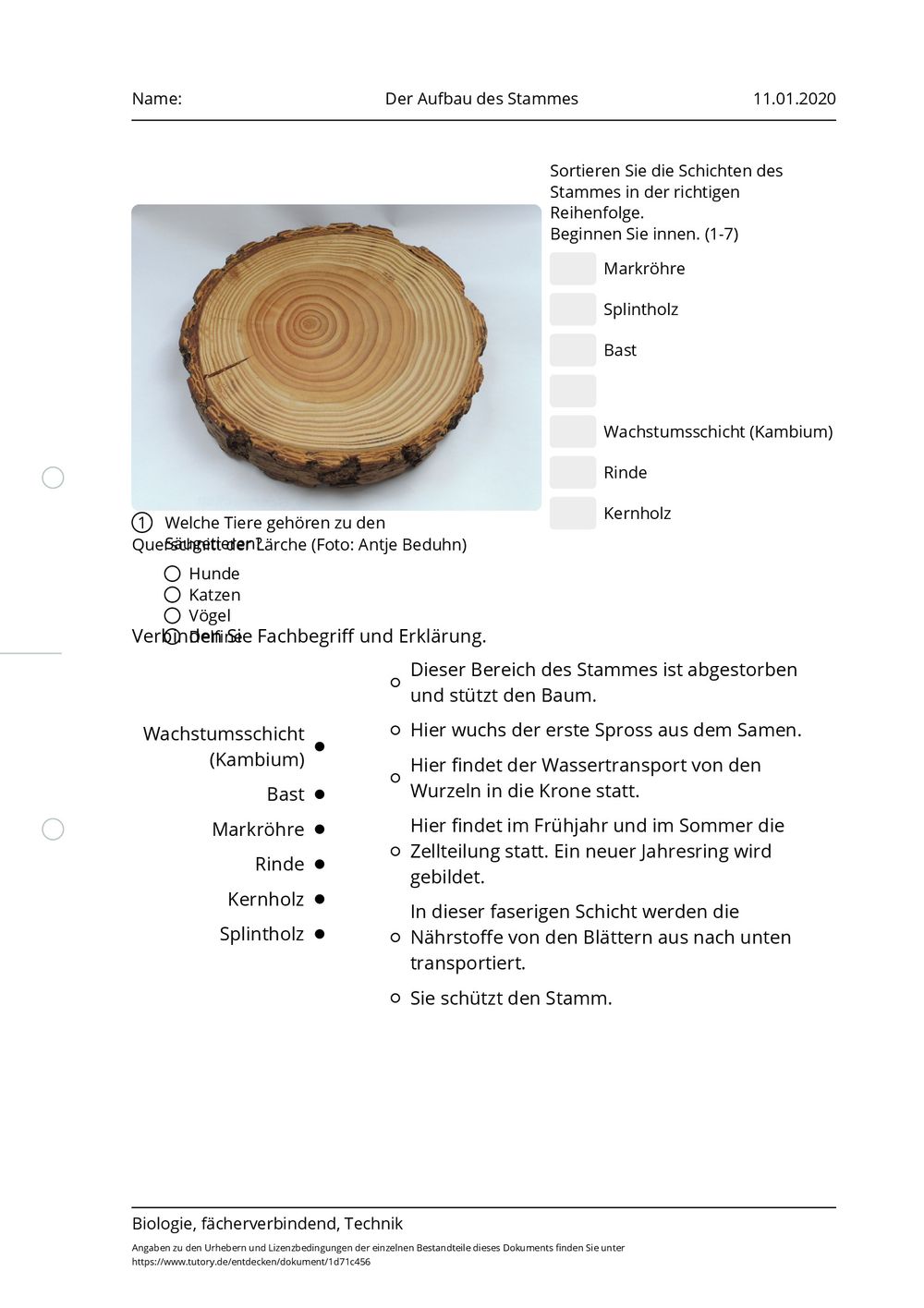 Arbeitsblatt Der Aufbau des Stammes Biologie