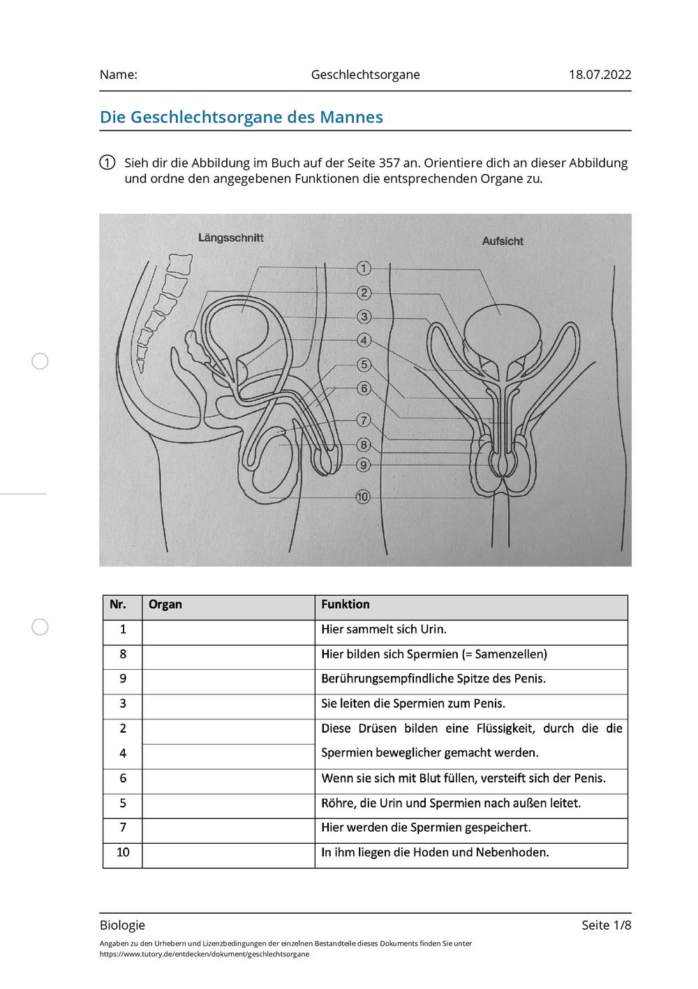 Arbeitsblatt Geschlechtsorgane Biologie Tutoryde