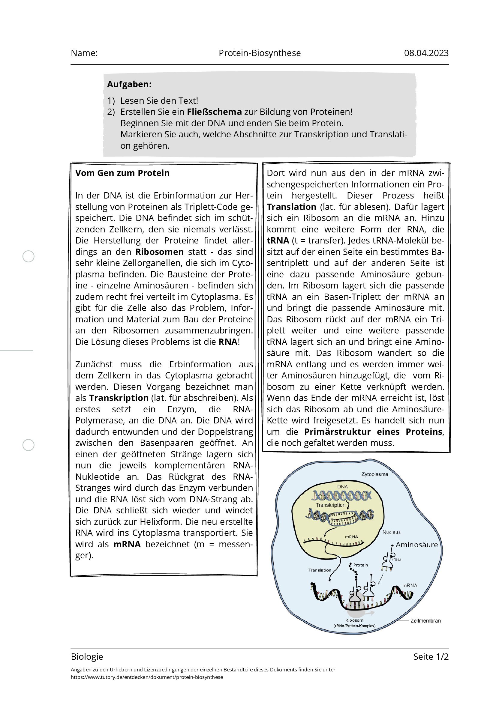 Arbeitsblatt - Protein-Biosynthese - Biologie - Tutory.de