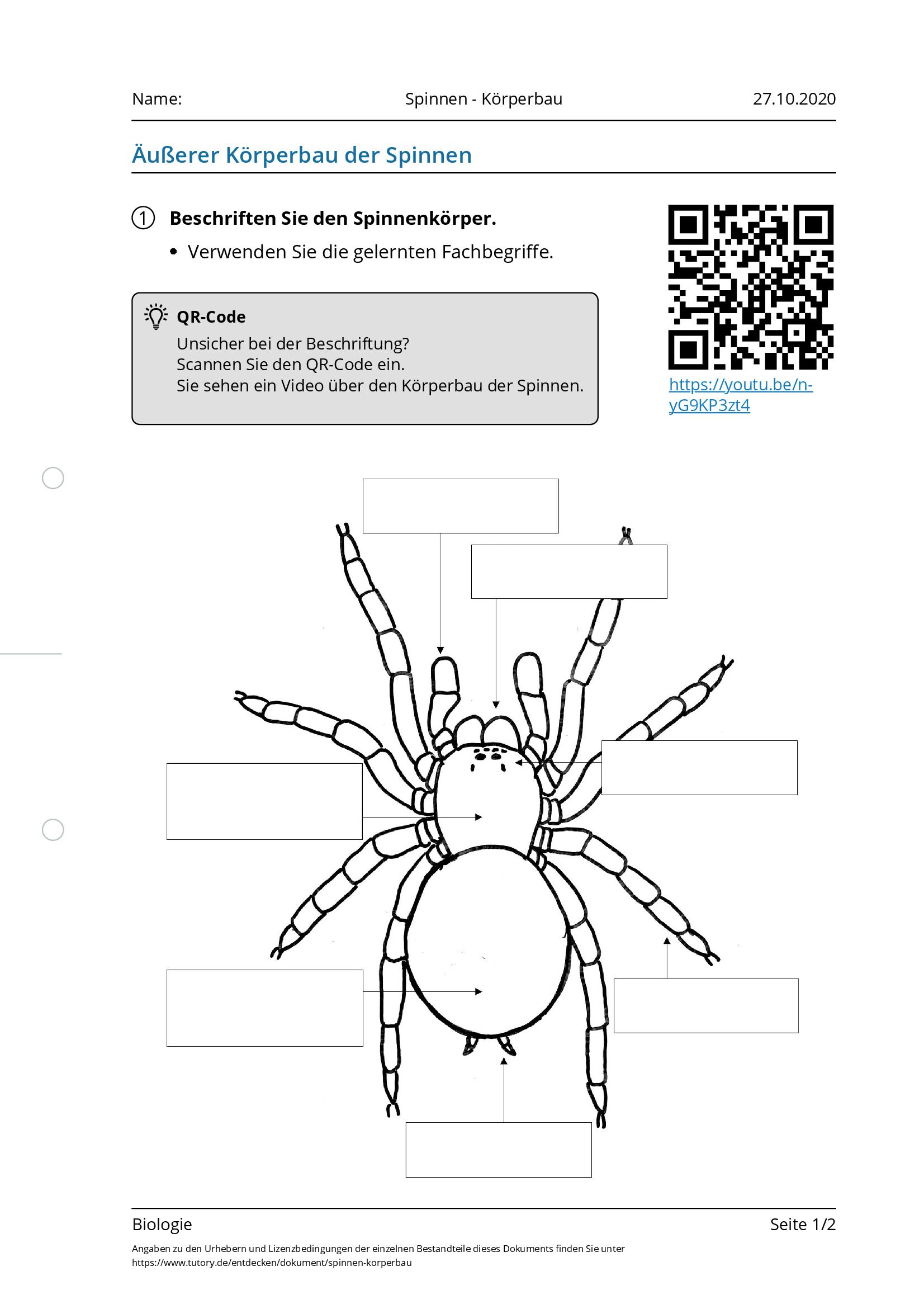 Arbeitsblatt - Spinnen - Körperbau - Biologie - Tutory.de