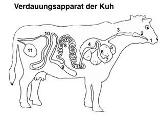 Arbeitsblatt - Rinder Test - Naturwissenschaft - Tutory.de