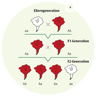 Arbeitsblatt - Mendelsche Regeln - Biologie - Tutory.de